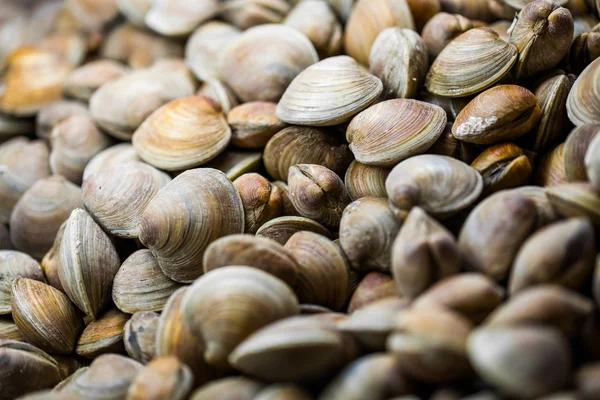 Clams in the Fish Counter of a Restaurant — Stock Photo, Image