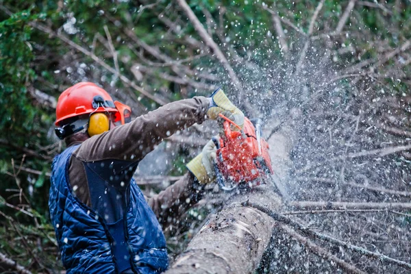 专业伐木工人切割在森林里的那棵大树 免版税图库图片