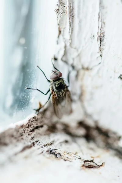 Άσχημη μύγα σε ένα παράθυρο — Φωτογραφία Αρχείου