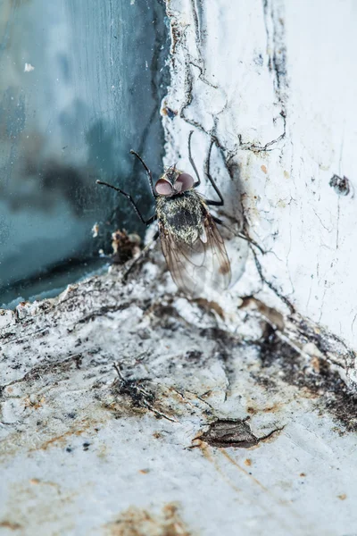 Nasty Housefly in a Window — Stock Photo, Image