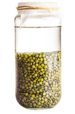 batırılmış filizlenen tohumlar (yeşil mercimek)