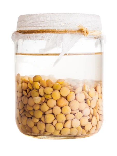 Soaked Sprouting Lentils — Stock Photo, Image