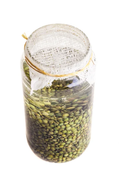 Soaked Sprouting Seeds (green Lentils) — Stock Photo, Image