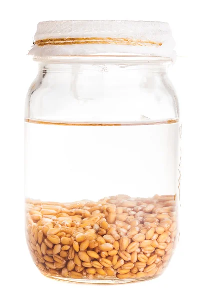 Soaked Sprouting Weat Seeds — Stock Photo, Image