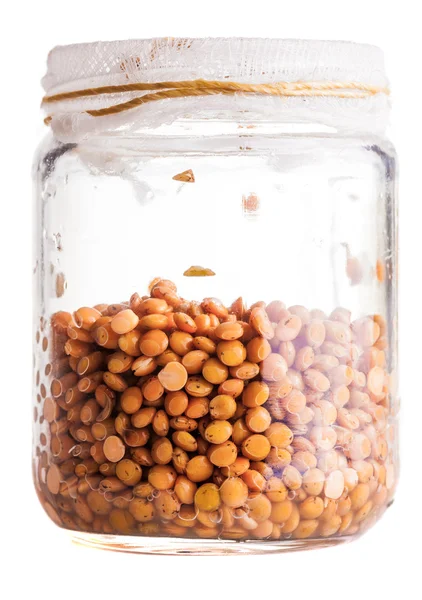 Wet Sprouting Lentils in a Glass Jar — Stock Photo, Image