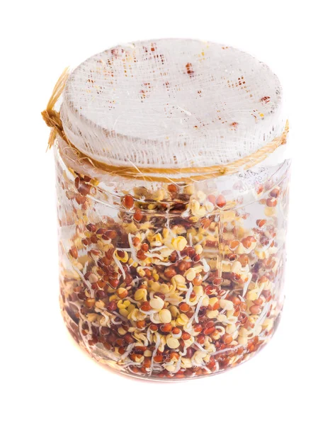 Top View of Sprouting Radish Seeds Growing in a Jar — Stock Photo, Image