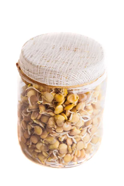 顶视图的发芽生长在一个罐子里的小扁豆 — 图库照片