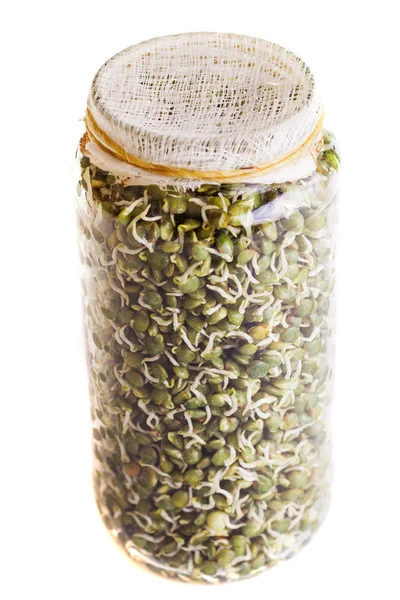 Top View of Sprouting Lentils Crescendo em um frasco — Fotografia de Stock