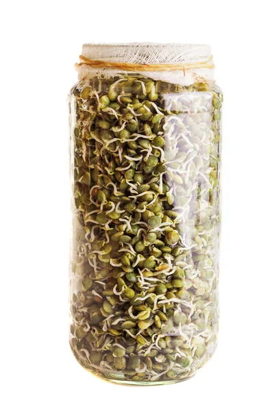 Sprouting Lentils Growing in a Glass Jar — Stock Photo, Image