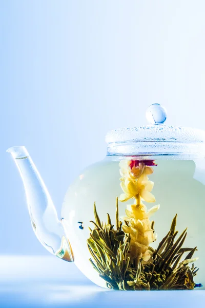 Teeblume in einer klaren Teekanne — Stockfoto