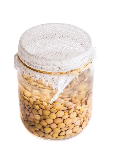 Top View of Soaked Sprouting  Lentils Stock Image