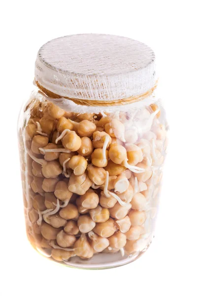 Top View of Sprouting Chickpeas Growing in a Jar Stock Photo