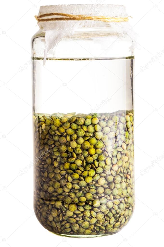 Soaked Sprouting Seeds (green Lentils)