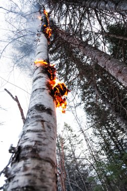 Birch on Fire after after a Lightning clipart