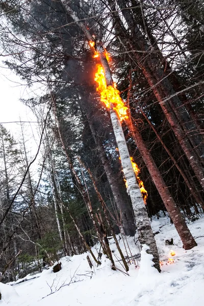 Bříza v ohni po po blesk — Stock fotografie