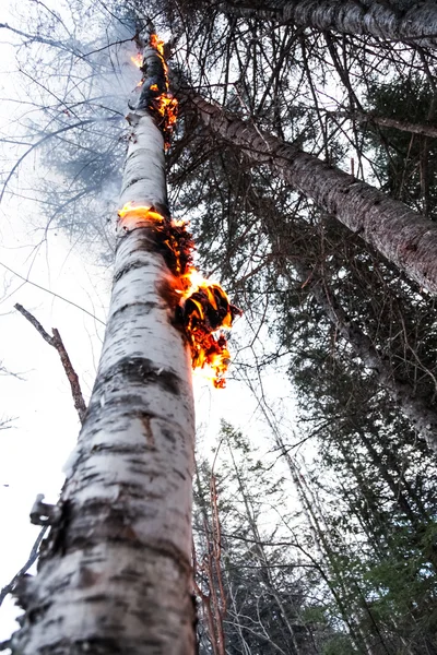 Vidoeiro em chamas depois de um relâmpago — Fotografia de Stock
