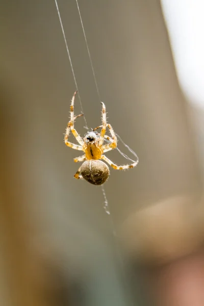 Macro of a Spider doing a Spiderweb — Stock Photo, Image