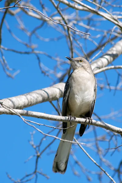 Mockingbird do norte empoleirado hIgh em um dia ensolarado do inverno — Fotografia de Stock
