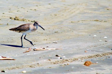 Sandpiper willett plaj kış tüyleri ile