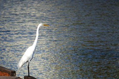 Büyük ak balıkçıl tünemiş bir rıhtım balık için arıyorsunuz