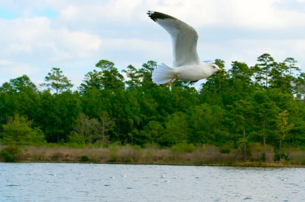 Seagull vliegen door met bomen en water in de achtergrond — Stockfoto