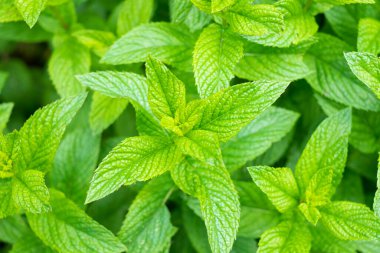 yeşil bitkiler aromalı mentollü bitki