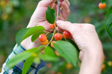 kiraz ağacı kırmızı eller yeşil bahçe