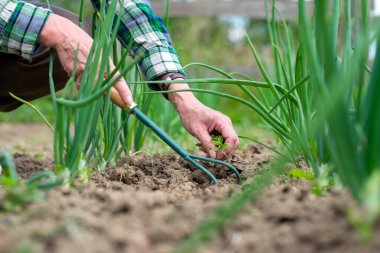 Dişi olgun, yakın plan eller bahçe sebzeleri yetiştirir.