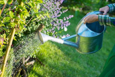 Kadın bahçıvan yeşil bitkileri suluyor.