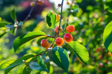 kiraz ağacı kırmızı bahçe arka planı