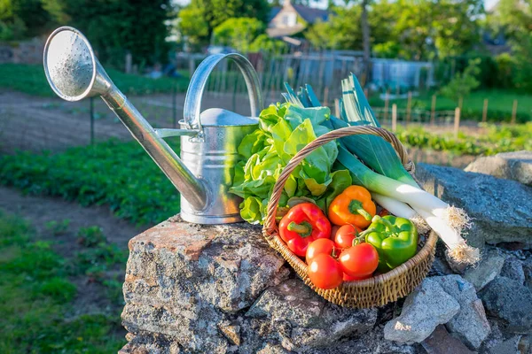 Gartenarbeit Salat Lauch Tomaten Kartoffeln — Stockfoto
