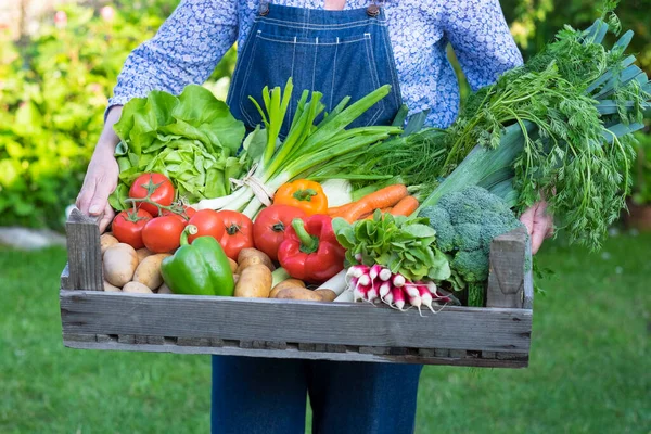 Cesta Jardinagem Fêmea Bio Salada Alho Poró Tomates Batatas Cenoura — Fotografia de Stock