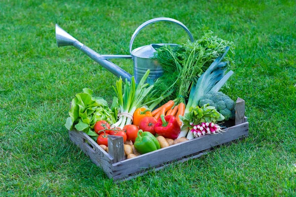 Cosecha Bio Ensalada Puerro Tomates Patatas Zanahoria Alimentos — Foto de Stock