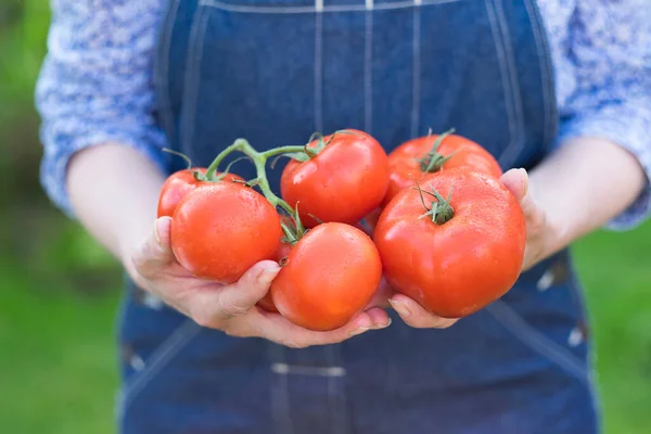 女性のクローズアップ野菜ガーデントマトグリーン赤 ストックフォト