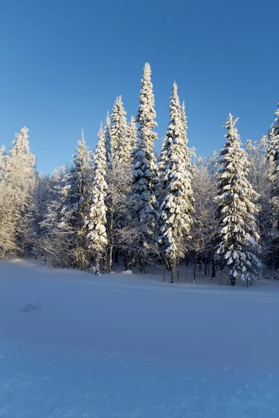 Winter — Stock Photo, Image