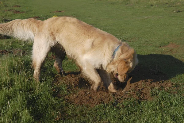 Golden Retriever Hund gräbt Loch — Stockfoto