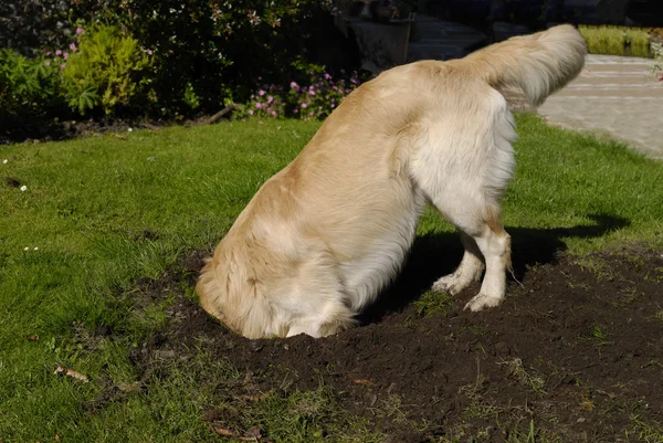 Χρυσόs retriever σκυλί σκάψιμο τρύπα — Φωτογραφία Αρχείου