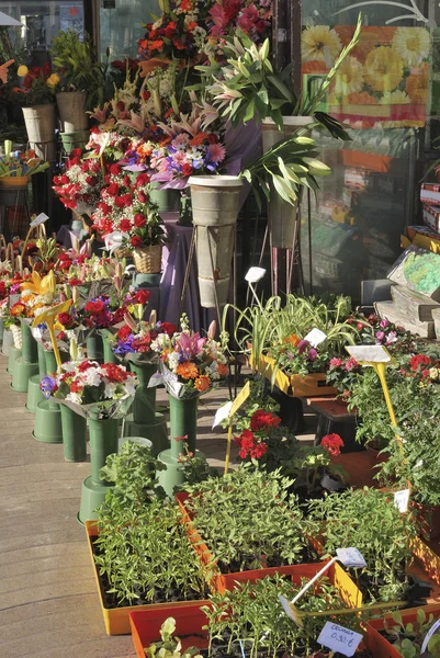 Florist display in Barcelona. Spain — Zdjęcie stockowe