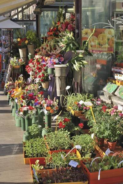 Florist display in Barcelona. Spain — Zdjęcie stockowe