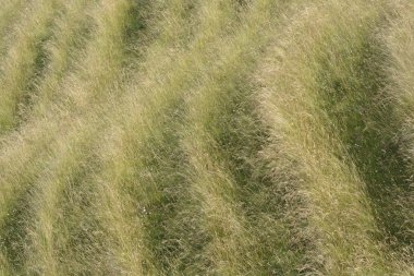 çimenli hillside desenleri. Wiltshire. İngiltere