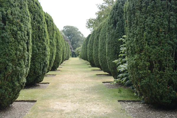 Sendero herboso entre líneas de árboles — Foto de Stock