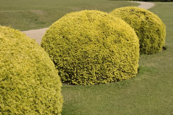 英語の国の庭の装飾刈り込み法のイチイ茂み — ストック写真