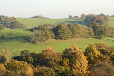 surrey Hills sonbahar renkleri. İngiltere