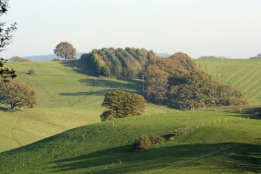 surrey Hills sonbahar renkleri. İngiltere