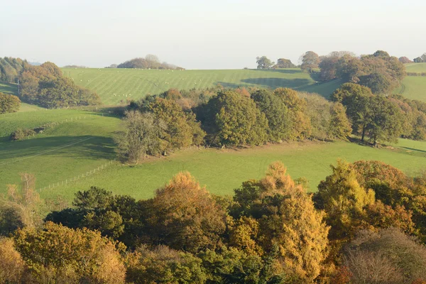 surrey Hills sonbahar renkleri. İngiltere