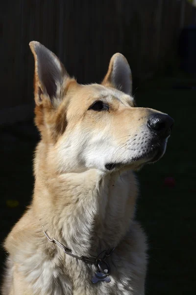 Rubia pastor alemán perro — Foto de Stock