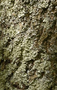 Mantar ve ağaç gövdesi üzerinde liken