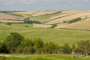 Worthing, West Sussex, İngiltere yakınlarındaki South Downs kırsalında. Ekinler, hayvanlar, ekinler,.