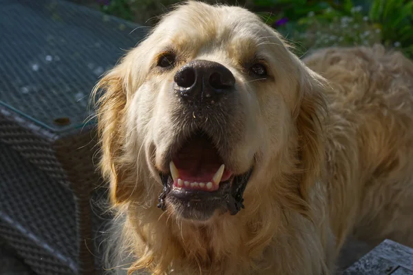 Tineri Golden Retriever Câine Uitându Direct Camera Gura Deschisă — Fotografie, imagine de stoc
