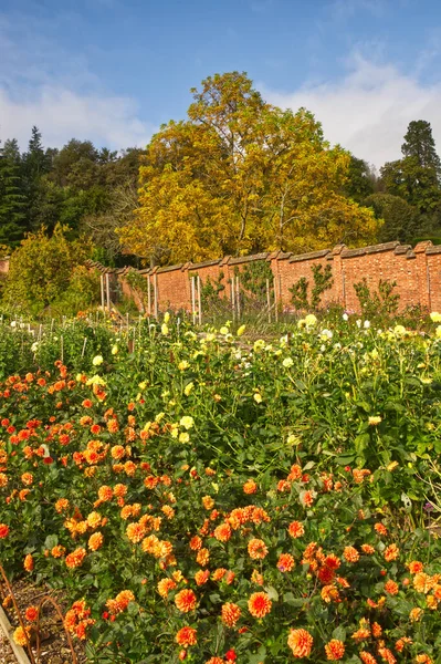 Kolorowy Ogród Jesienny Kent Anglia — Zdjęcie stockowe